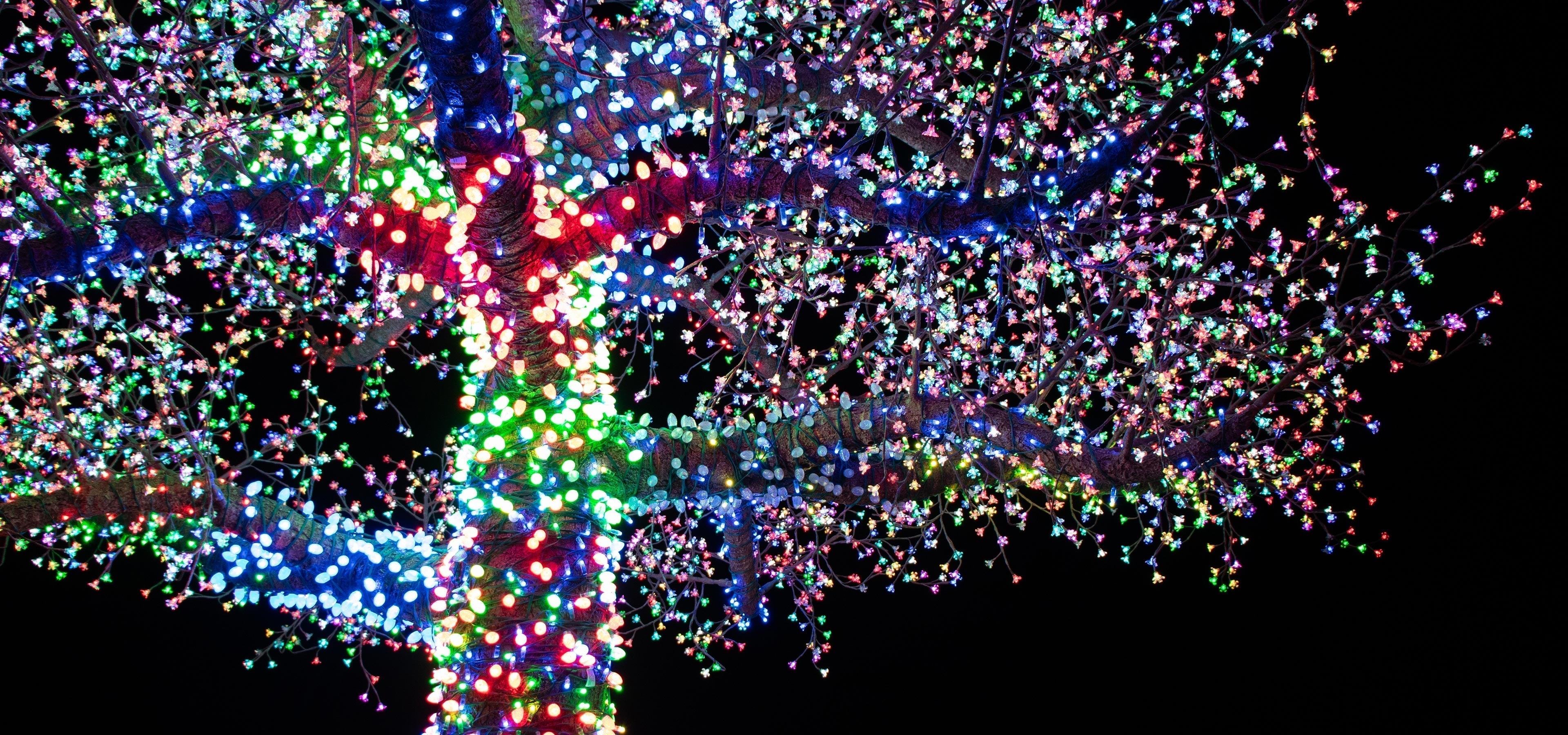 Magic Tree Lighting — A Holiday Tradition with Heart – Paragon Star
