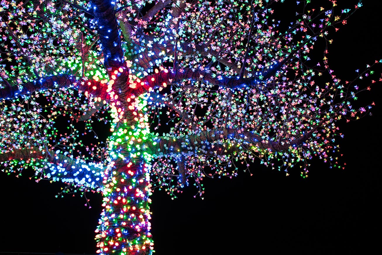 Magic Tree Lighting — A Holiday Tradition with Heart – Paragon Star